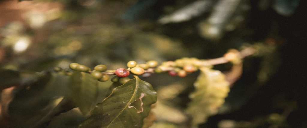 Scientists Rediscover A Rare, Wild Species That Could Save Coffee From Climate Change